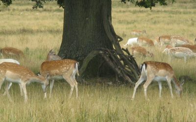 Dehradun Zoo,Malsi Deer Park Dehradun Zoo,Malsi Deer Park