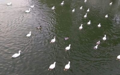 {"sha1":"3f42952732d9d6b06f576fa3a8766f88e8573894","ext":"jpg"}