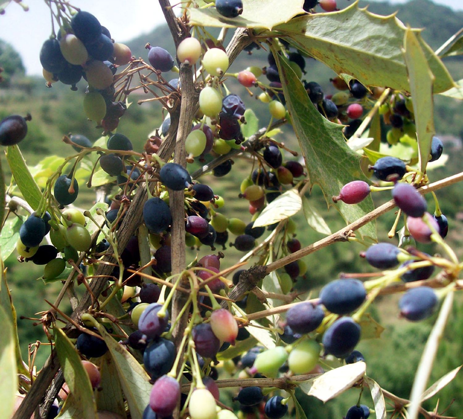 Uttarakhand Fruits & Flowers Pahadi Fruits and Flowers