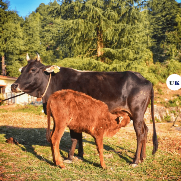The Loyal Cow and Her Calf: A Folk Tale from Uttarakhand